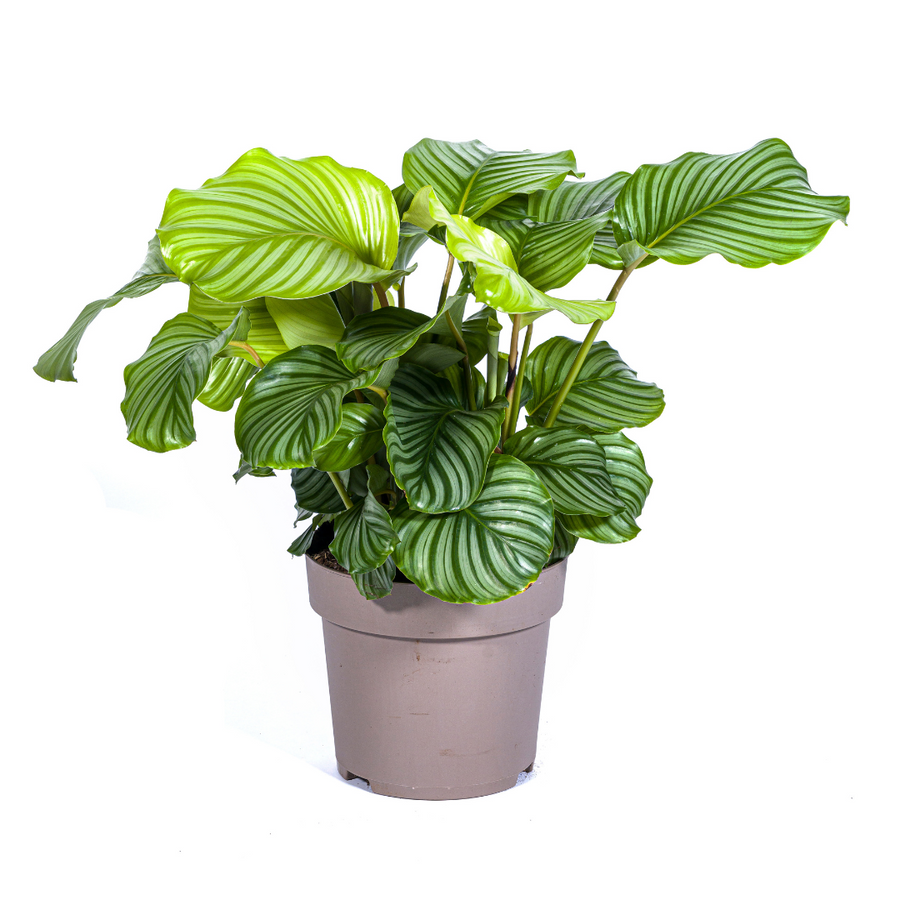 Calathea orbifolia