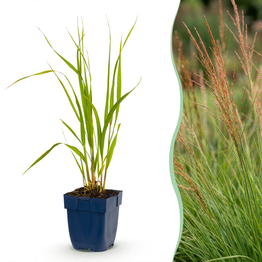 Pack of 24 Molinia caerulea 'Heidebraut' purple moor grass plants in 11cm pots