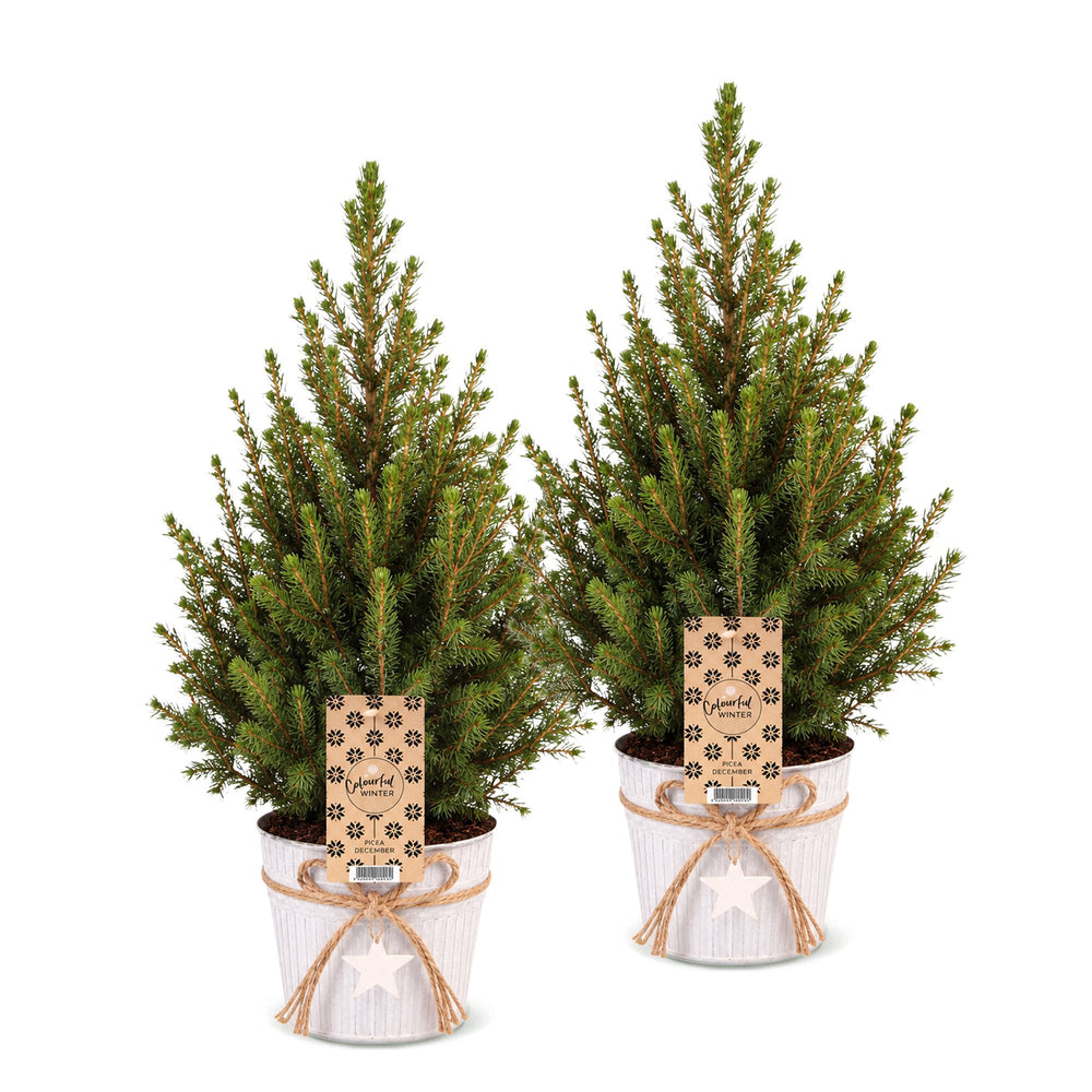 Picea glauca Conica Dwarf Alberta Spruce Christmas trees, 65cm tall in Ø17cm pot, image 2
