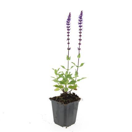 24x Salvia nem. 'Caradonna' - ↕10-25cm - Ø9cm styled in an Irish home interior