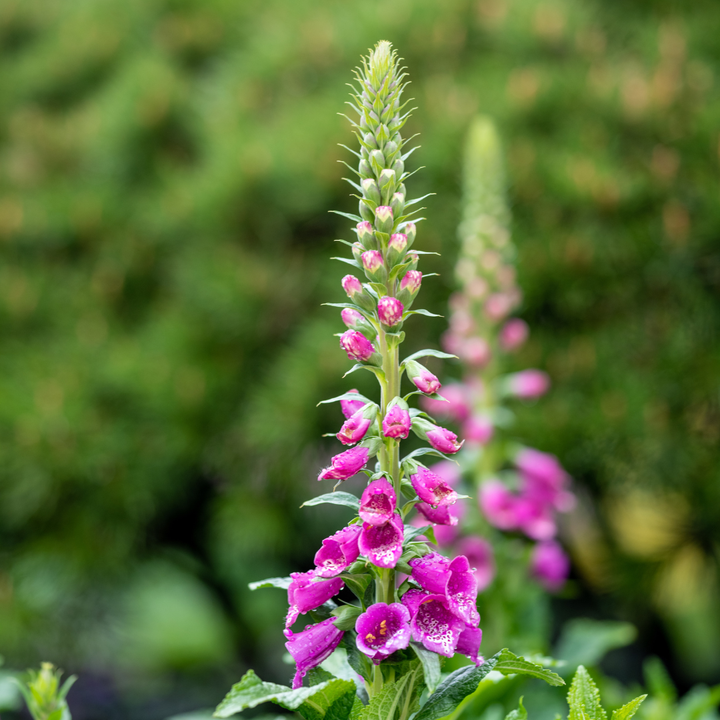 48x Digitalis purpurea - ↕10-25cm - Ø9cm