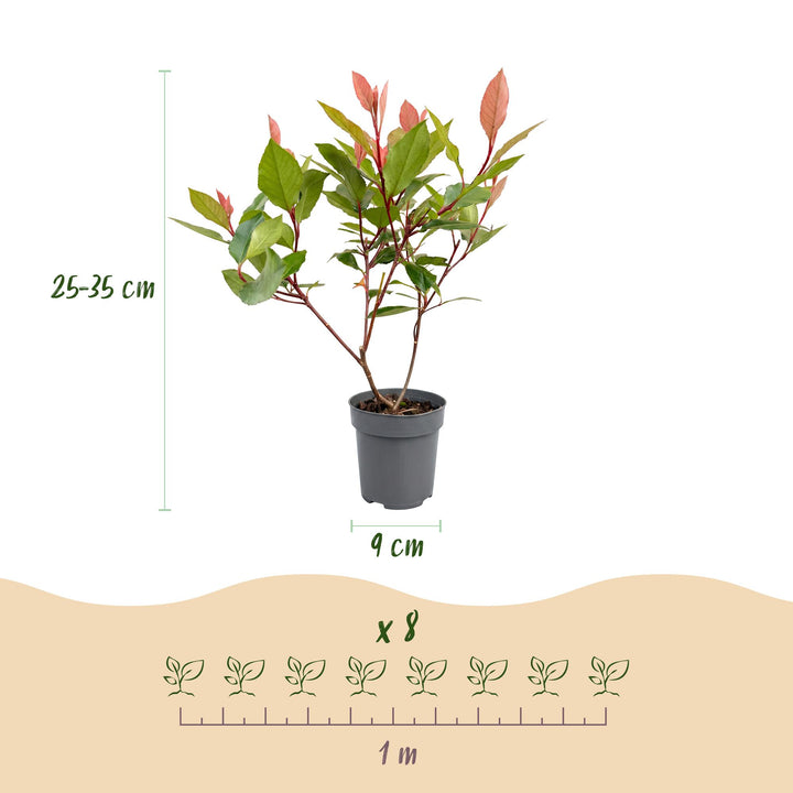 40 Photinia x fraseri 'Little Red Robin' plants in 9cm pots, 25-35cm tall - view 4