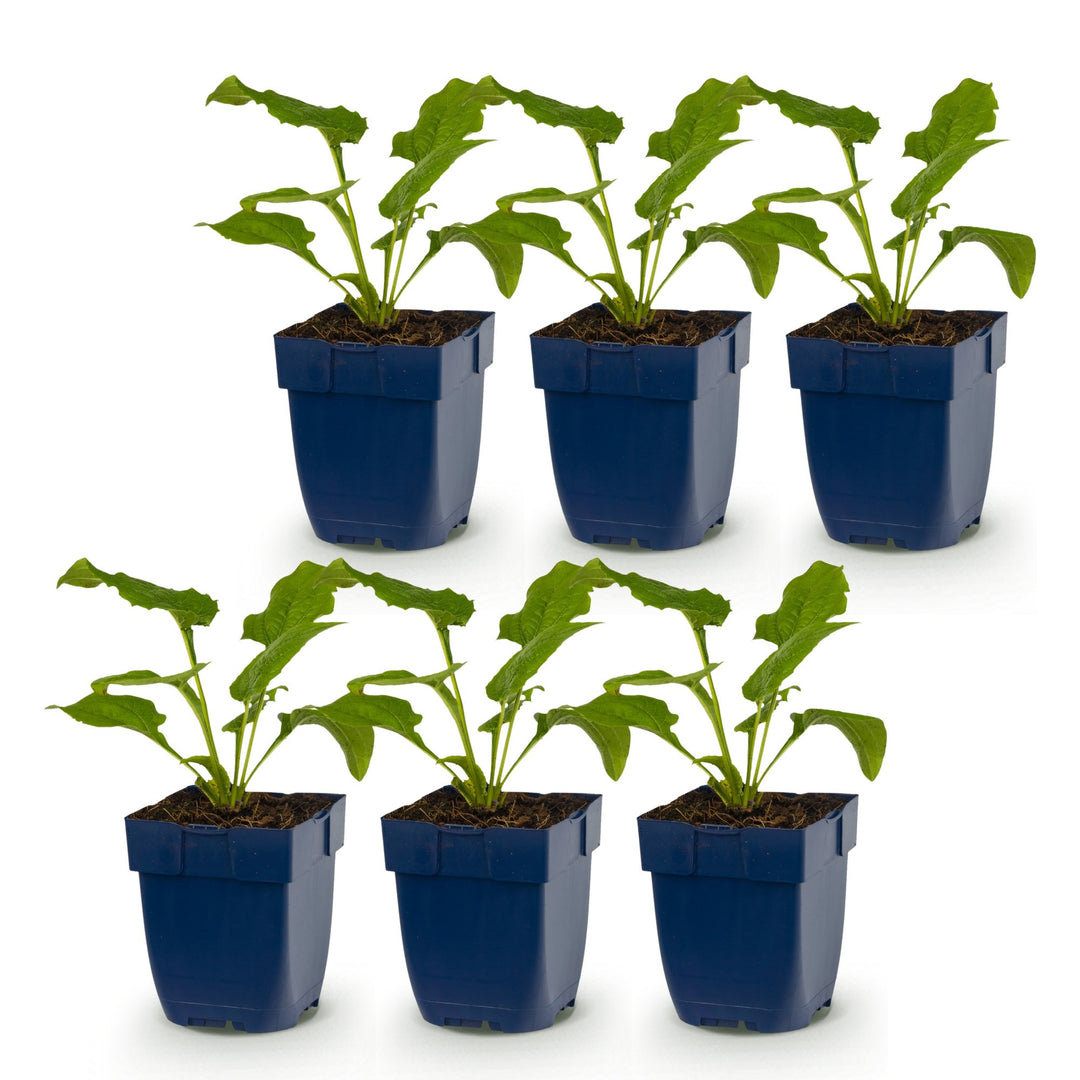6 Echinacea purpurea 'Alba' white coneflower plants in 11cm pots - view 2