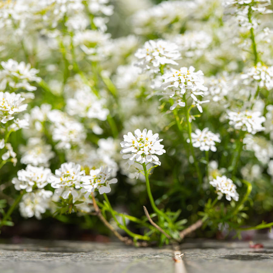 Candytuft 'Schneeflocke' with dense white flower clusters and yellow centres on green stems, 10-25cm tall in 9cm pot