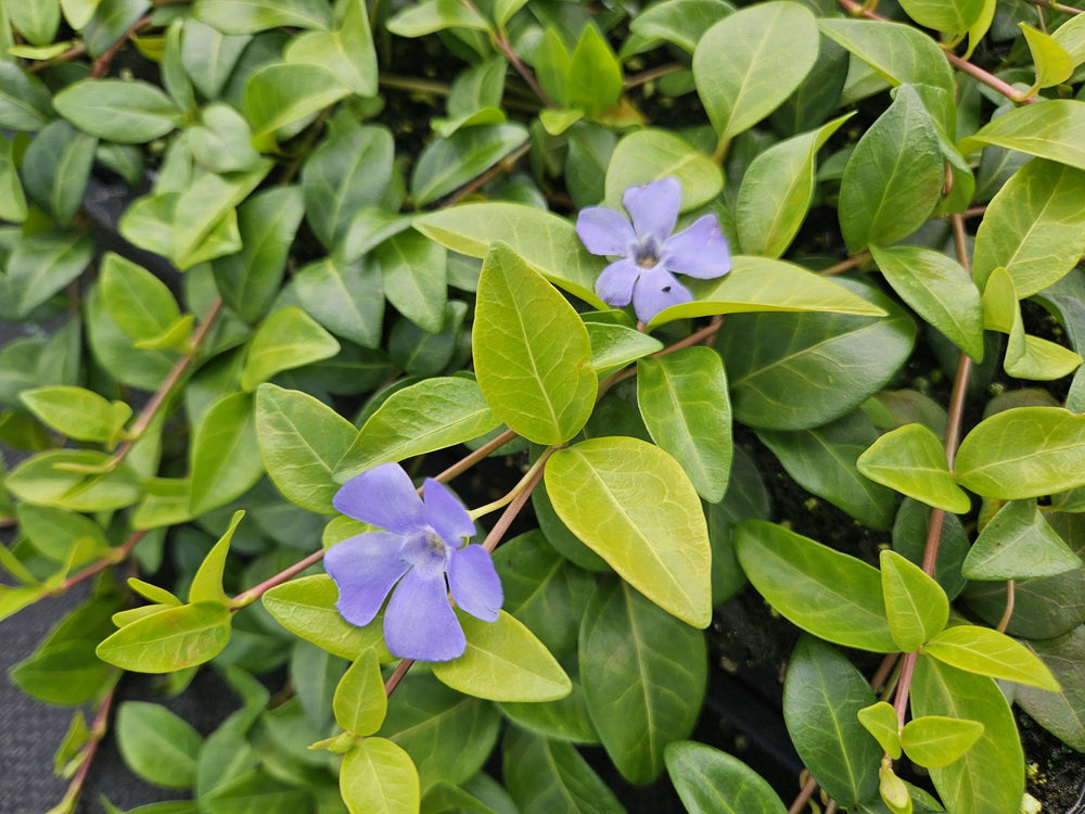 Trailing evergreen ground-cover with blue flowers close-up of 24x Vinca minor 'La Grave' - ↕10-25cm - Ø9cm