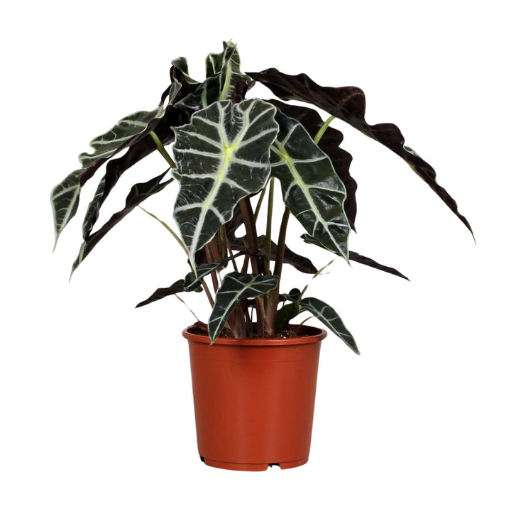 Alocasia Polly 45cm — Elephant Ear in 17cm pot