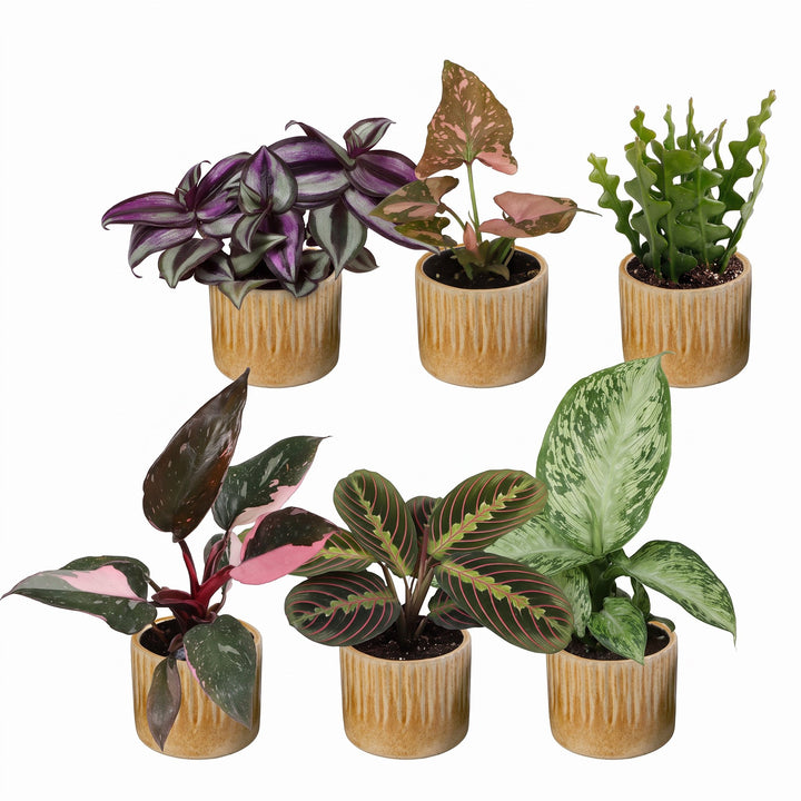 Baby Plants Surprise Box, pack of 6 tropical plants in 6 cm pots, image 2