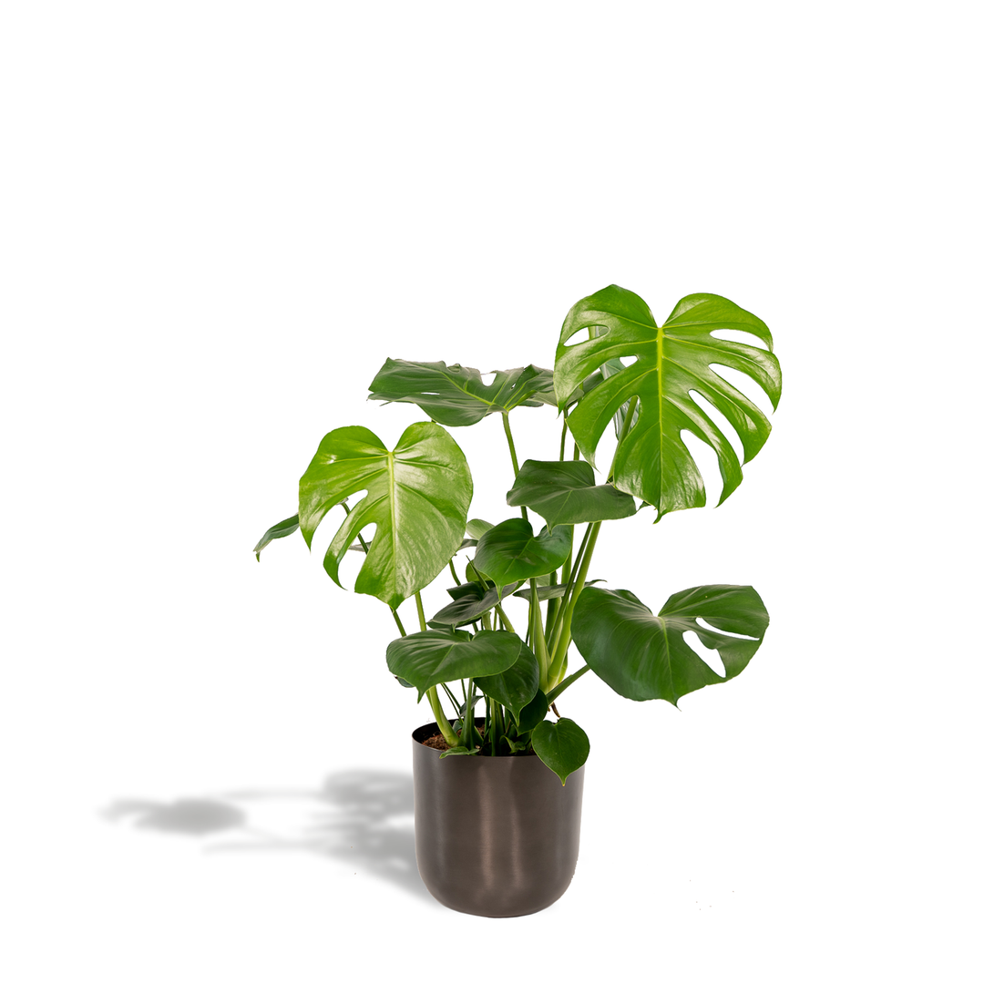 Monstera Deliciosa Swiss Cheese Plant 80cm - Air Purifying Houseplant