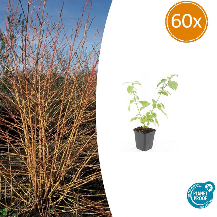 Cornus Sanguinea 'Anny's Winter Orange': Dazzling Orange Winter Stems – Buy Now!
