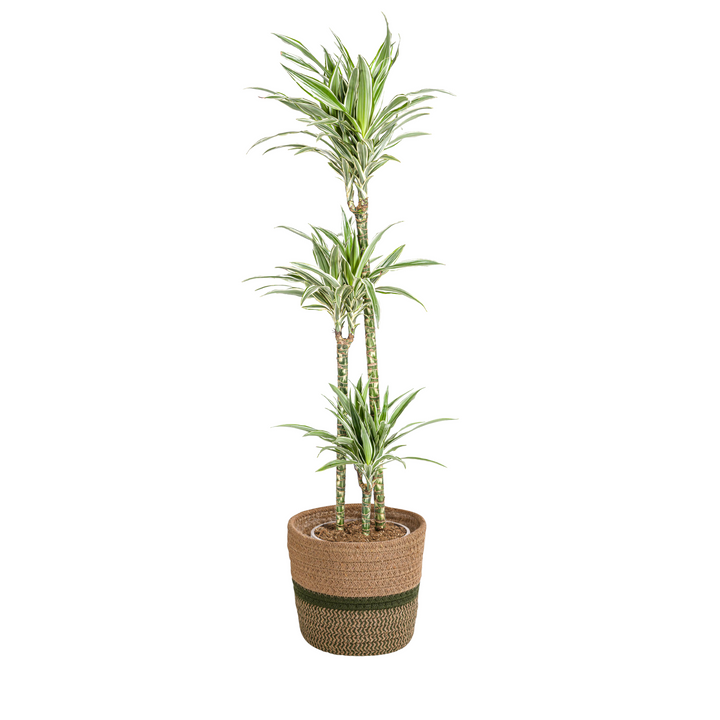 Dracaena Deremensis White Stripe with basket Ø24cm - ↕130 - 150cm