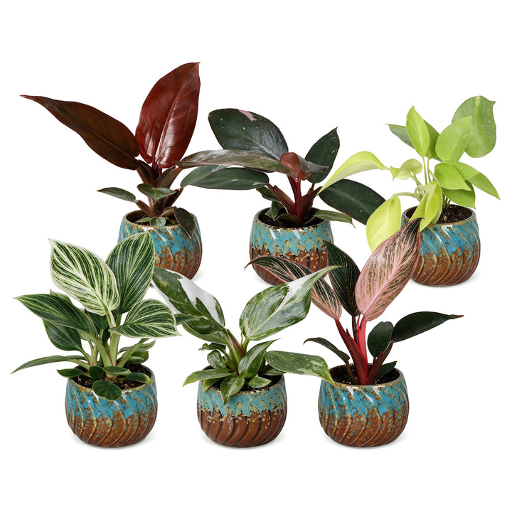 Baby Philodendron Family houseplants, pack of 6 in growing pots, image 2