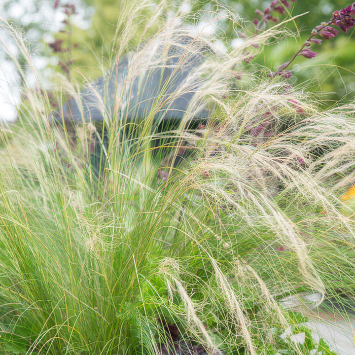 6x Stipa tenuissima 'Ponytails' - ↕10-25cm - Ø9cm full-plant overview, healthy foliage and strong roots