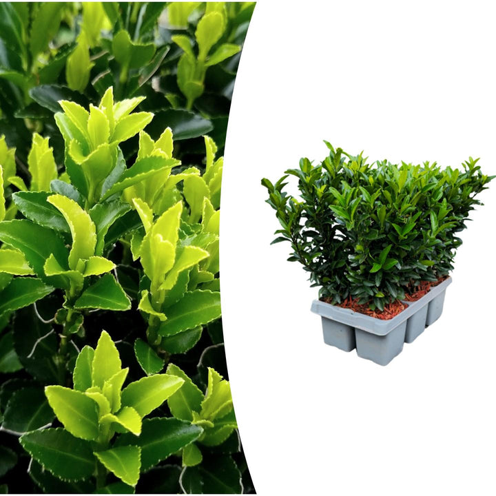 Euonymus japonicus 'Green Spire' hedge plants, pack of 6 in 7cm pots