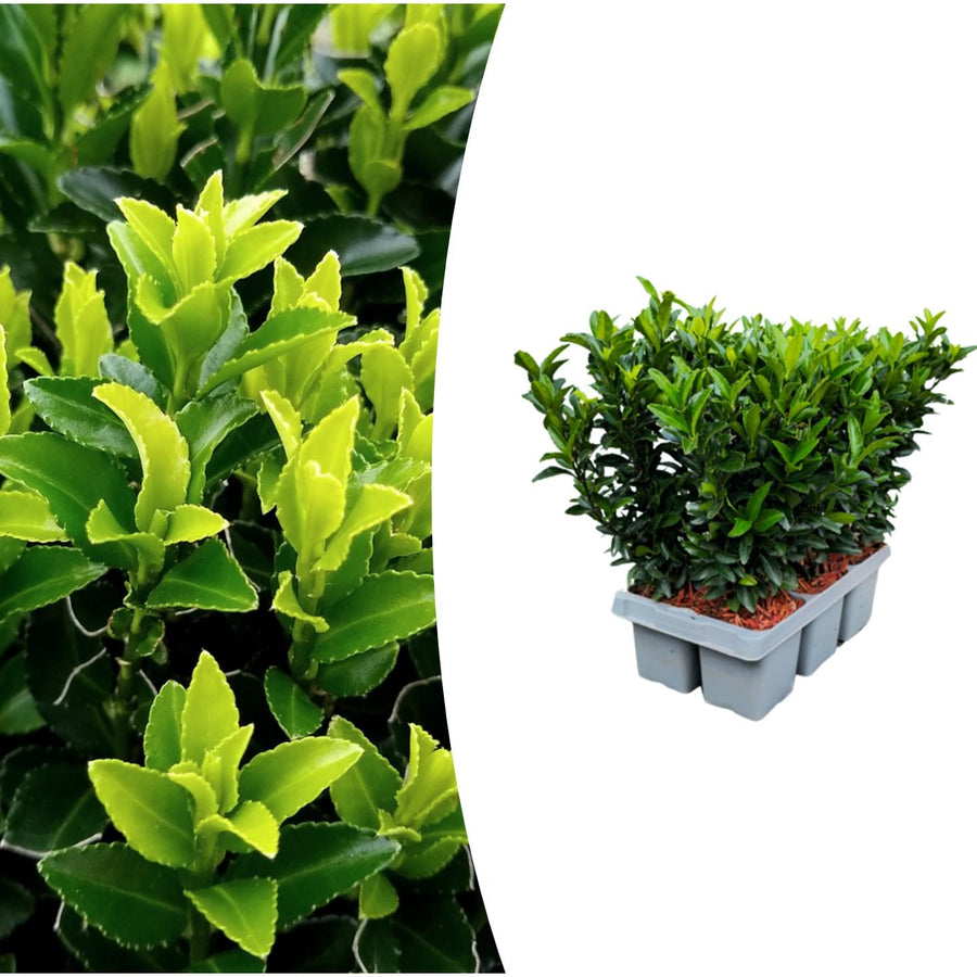 Euonymus japonicus 'Green Spire' hedge plants, pack of 6 in 7cm pots