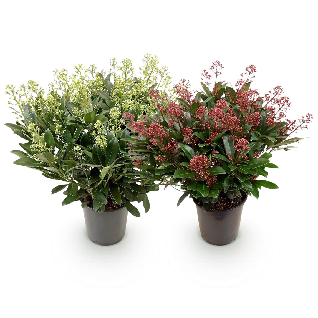 Duo of 2 Skimmia japonica 'Rubella' and 'Finchy' plants in 19cm pots, 60cm tall - view 2