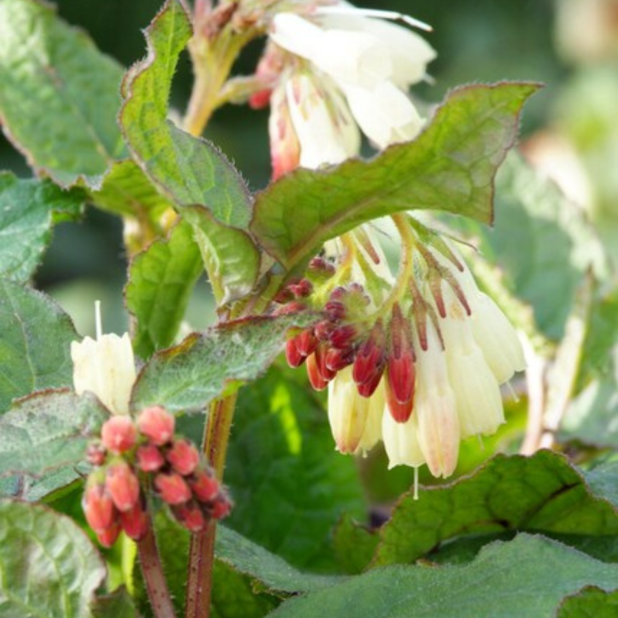 Comfrey plant with cream and red bell-shaped flowers, textured green leaves with burgundy veining, pink buds visible
