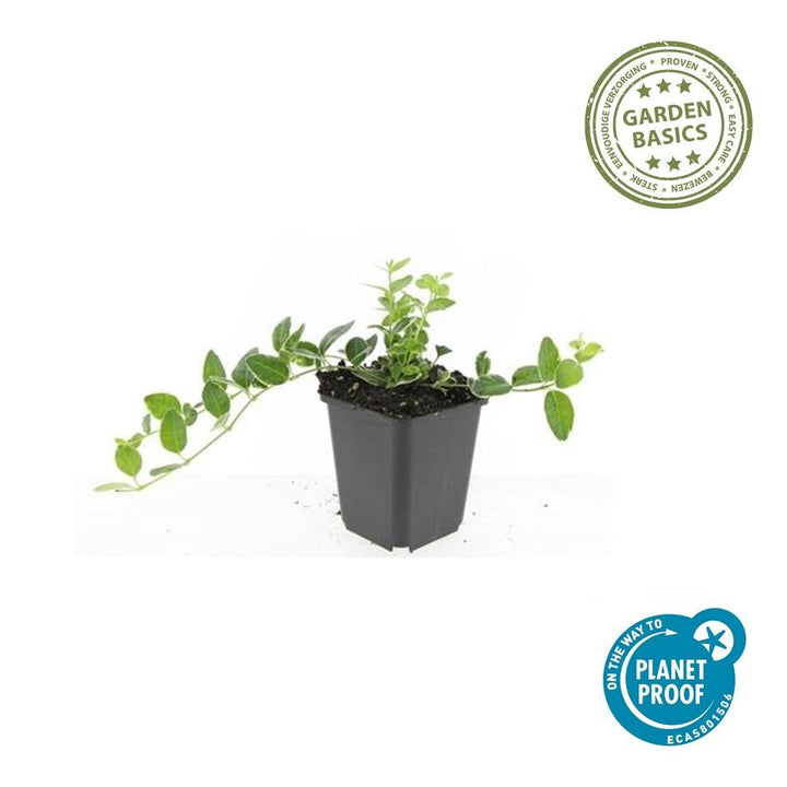 60x Vinca minor 'Argenteovariegata' - ↕10-25cm - Ø9cm