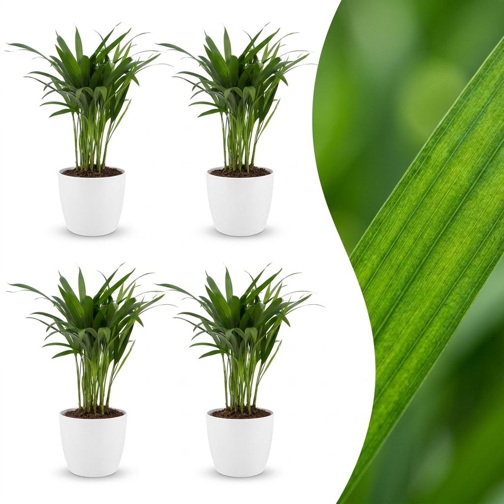 Areca Palm with soft feathery fronds arching from slender golden stems, set of 4 plants in a white ceramic pot, about 45cm tall