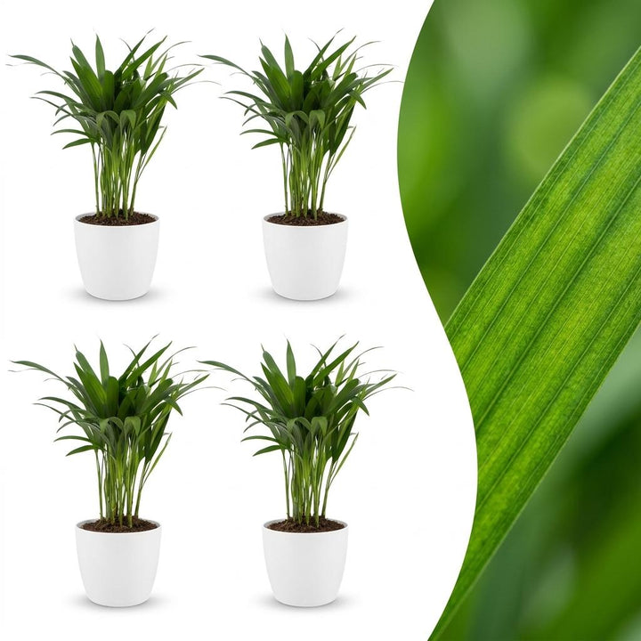 Areca Palm with soft feathery fronds arching from slender golden stems, set of 4 plants in a white ceramic pot, about 45cm tall