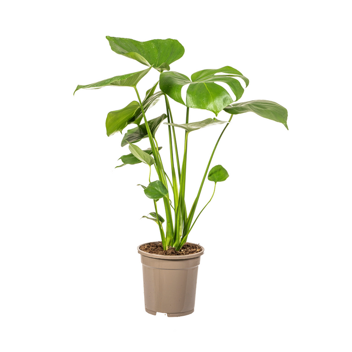 Monstera Deliciosa Tauerii 50-70cm — Mini Monstera in 17cm pot