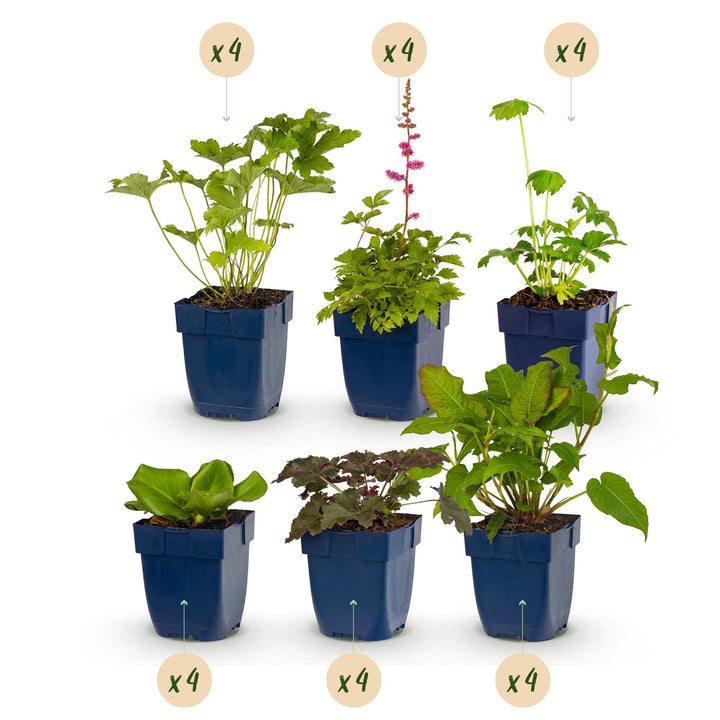 Border pack of 24 mixed shade perennials in 11cm pots - view 2