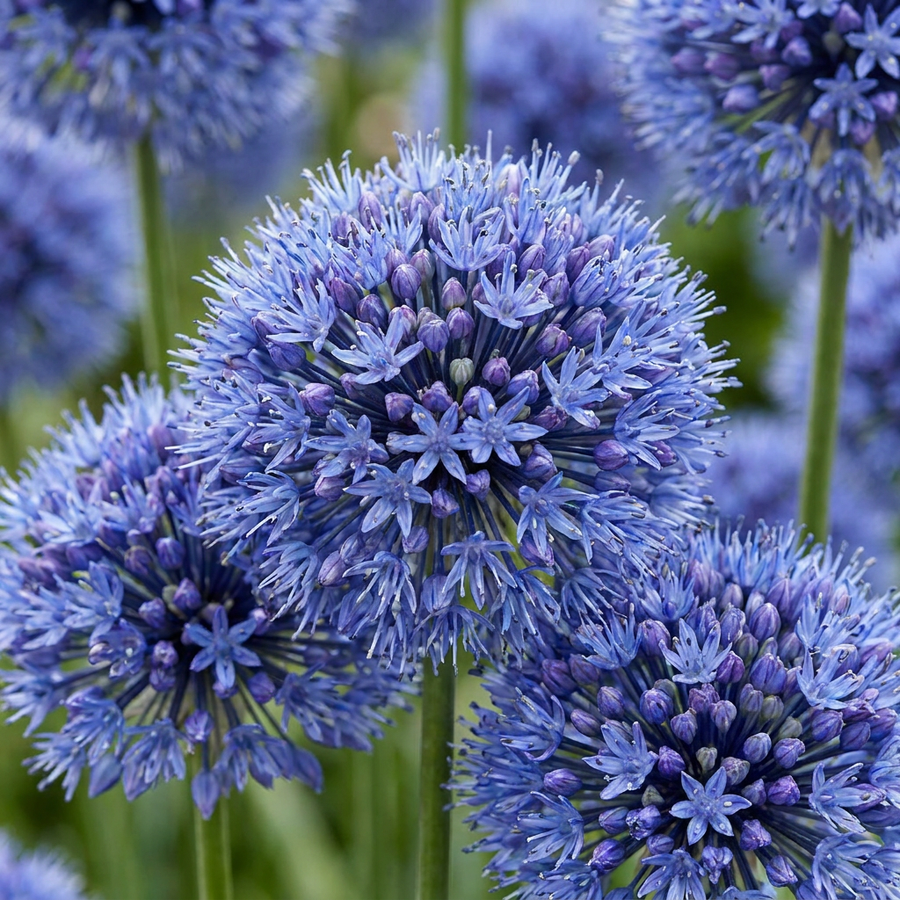 Allium caeruleum in flower, tight spheres of true cornflower-blue florets, 320-bulb pack for Irish gardens
