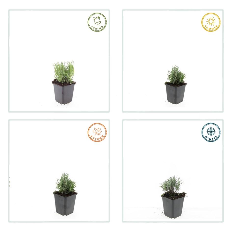 48x Lavandula 'Dwarf Blue' - Compact English Lavender - 9cm Pot