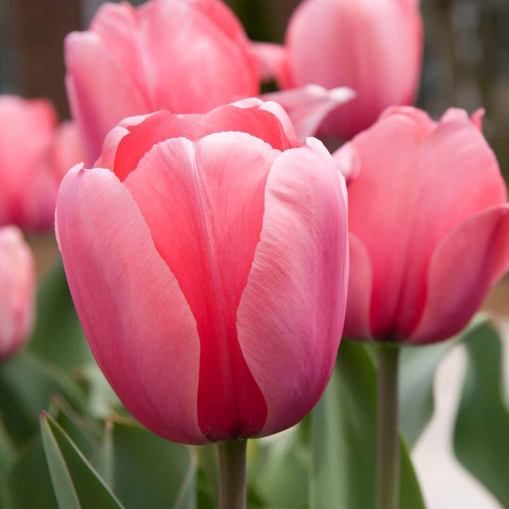 Dutch Tulip Mix - Luxury 40 Set