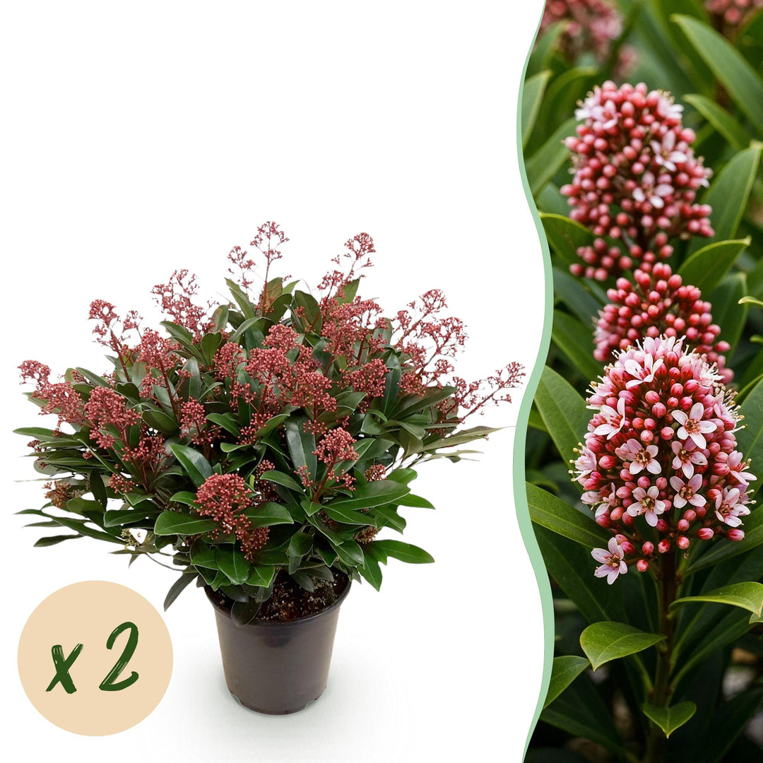Pack of 2 Skimmia japonica 'Rubella' plants in 19cm pots, 60cm tall