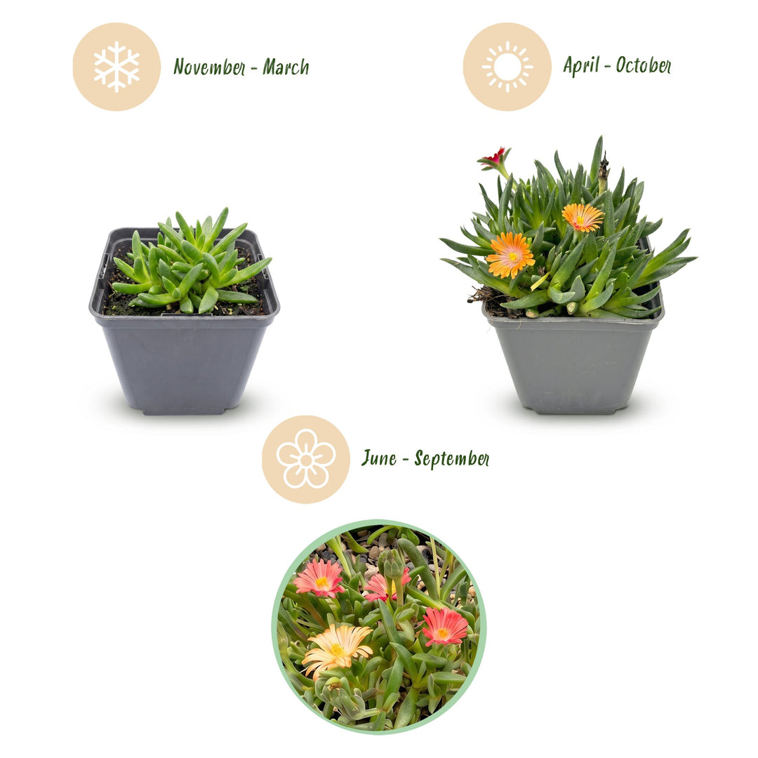 24x Delosperma Mix Ice Plant - Hardy Alpine Perennials - 7cm Pot - 10-12cm
