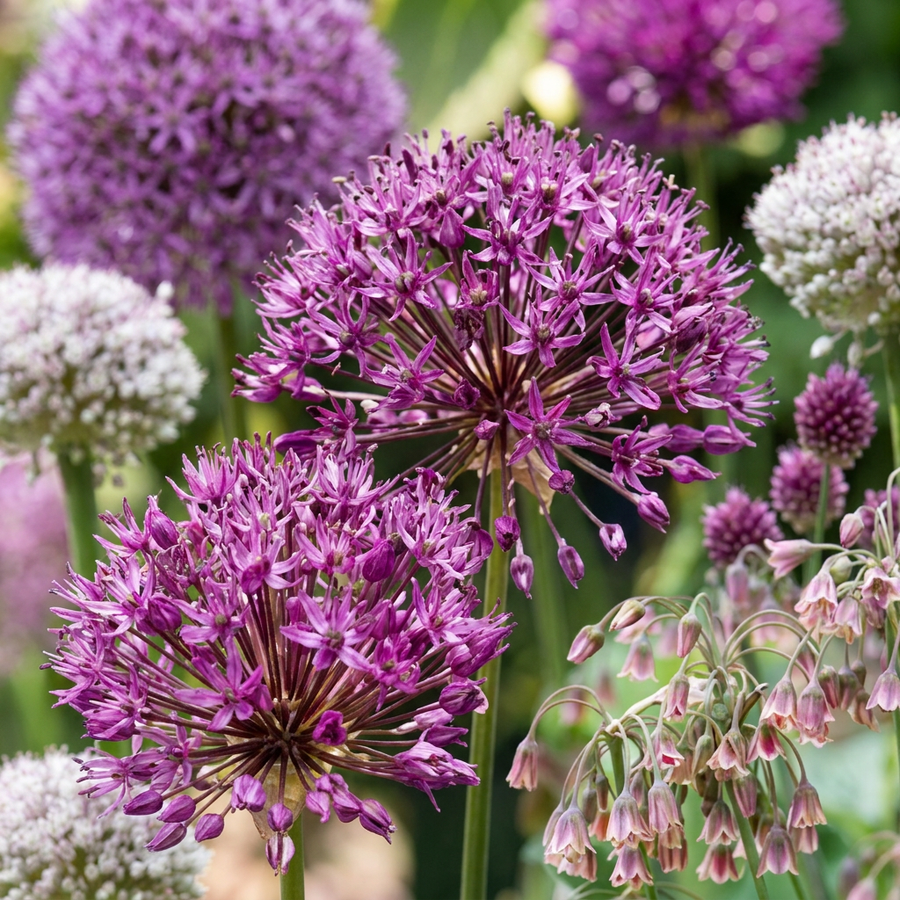 Allium Garden Collection: mixed ornamental onion globes in purple, white and pink, 640-bulb pack for Irish gardens