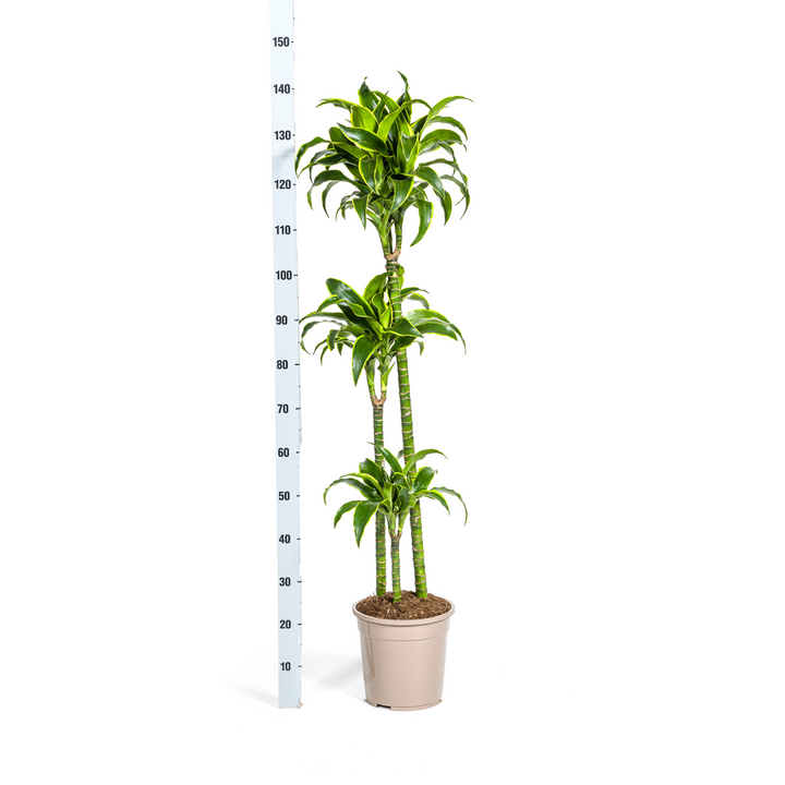 Dracaena Deremensis Dorado with basket Ø24cm - ↕120 - 140cm