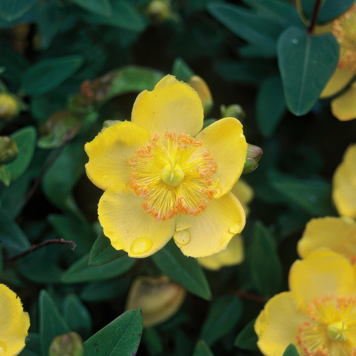 40x Hypericum Calycinum Ground Cover - Semi-Evergreen - Ø9cm