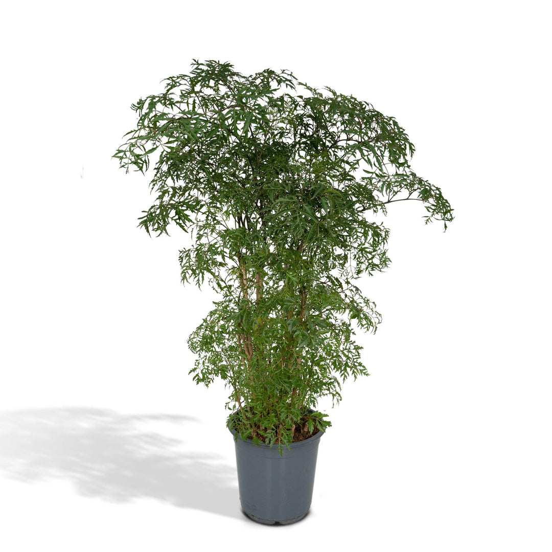 Healthy foliage and strong roots close-up of Polyscias Fruticosa (Aralia) - Ø21cm - ↕75cm