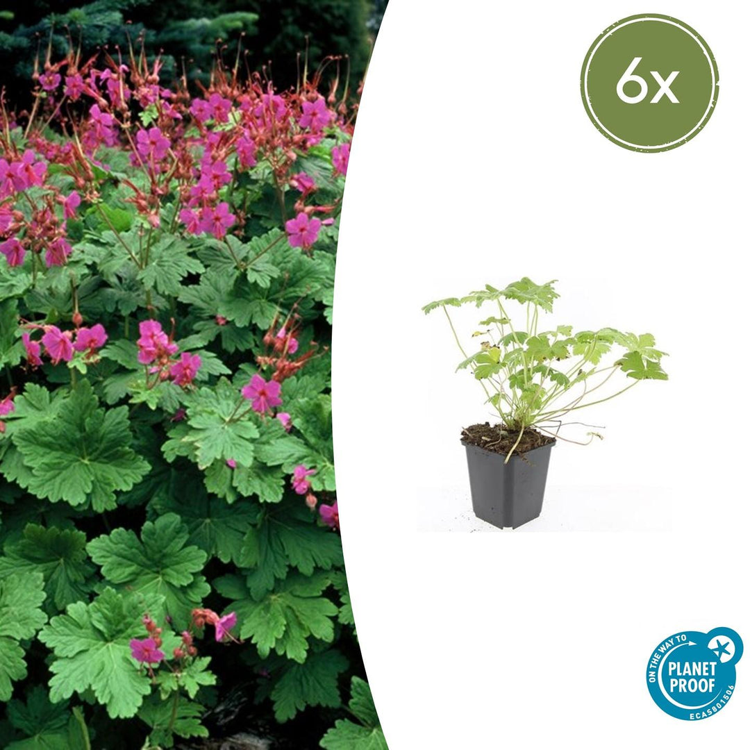 Young hardy geranium 'Czakor' in black pot with deeply lobed green leaves and pink flowers, 6 plants shown at 10-25cm height