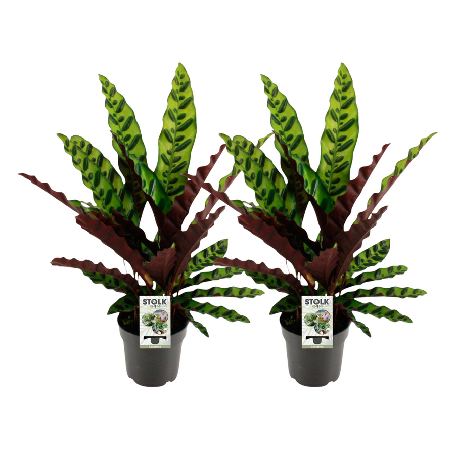 Two Calathea Lancifolia Insignis plants in grey pots, 45cm tall, with lime-green lanceolate leaves marked with dark spots…