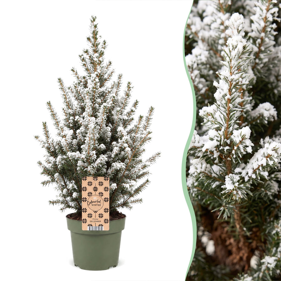 Picea glauca Conica Dwarf Alberta Spruce Christmas tree in Ø17cm pot