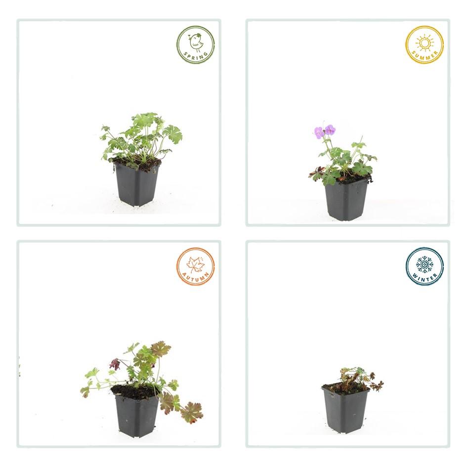 24x Geranium cant. 'Cambridge' - ↕10-25cm - Ø9cm — healthy root ball and nursery pot ready to ship from Ireland