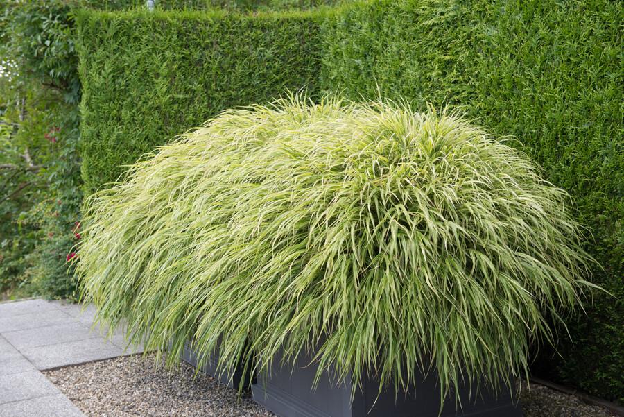 24x Hakonechloa macra - ↕10-25cm - Ø9cm