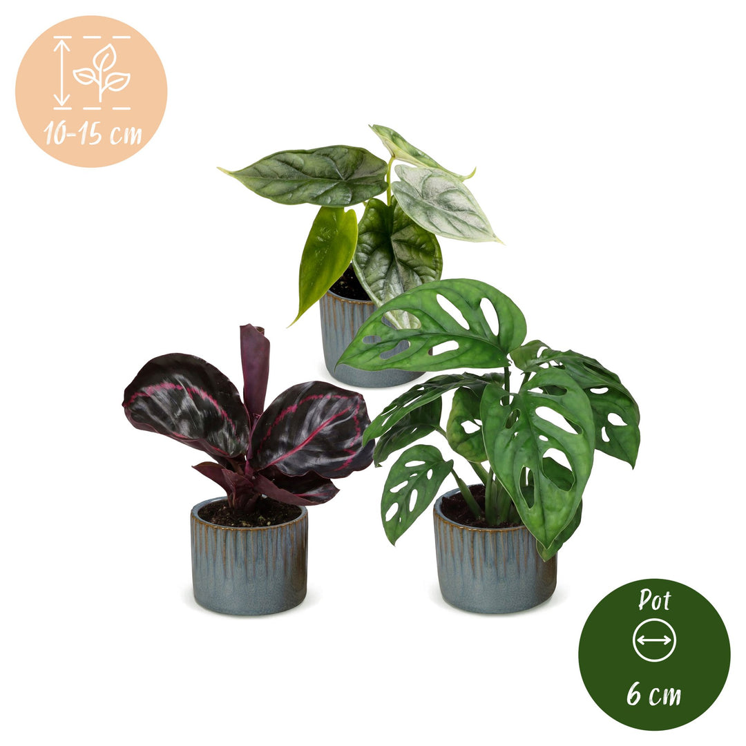 Baby Jungle Mix tropical houseplants, pack of 3, image 5