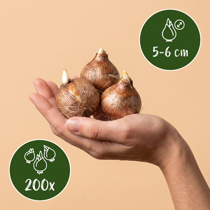 200x Species Crocus Mix Bulbs - Mixed - Naturalising - Size 5/6