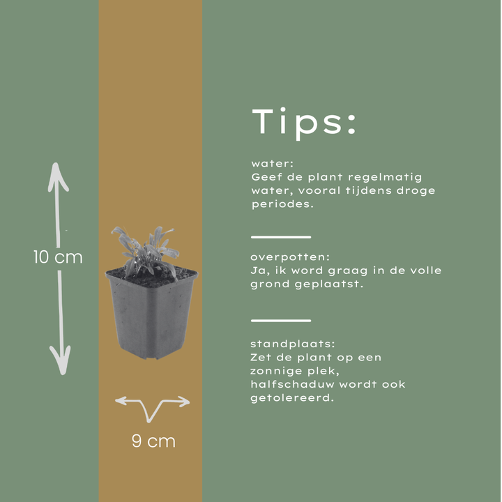 60x Gaura l. 'Siskiyou Pink' - ↕10-25cm - Ø9cm