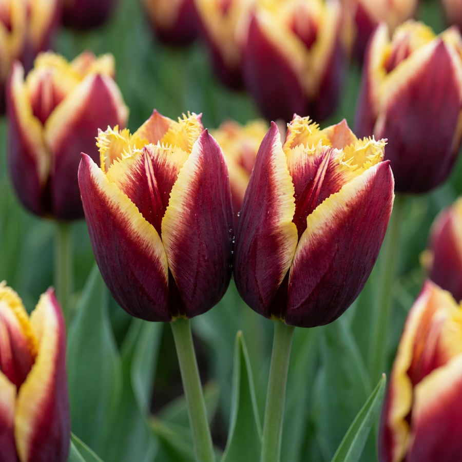 Tulipa My Favourite Topping in flower, goblet-shaped blooms on straight upright stems, 120-bulb pack for Irish gardens