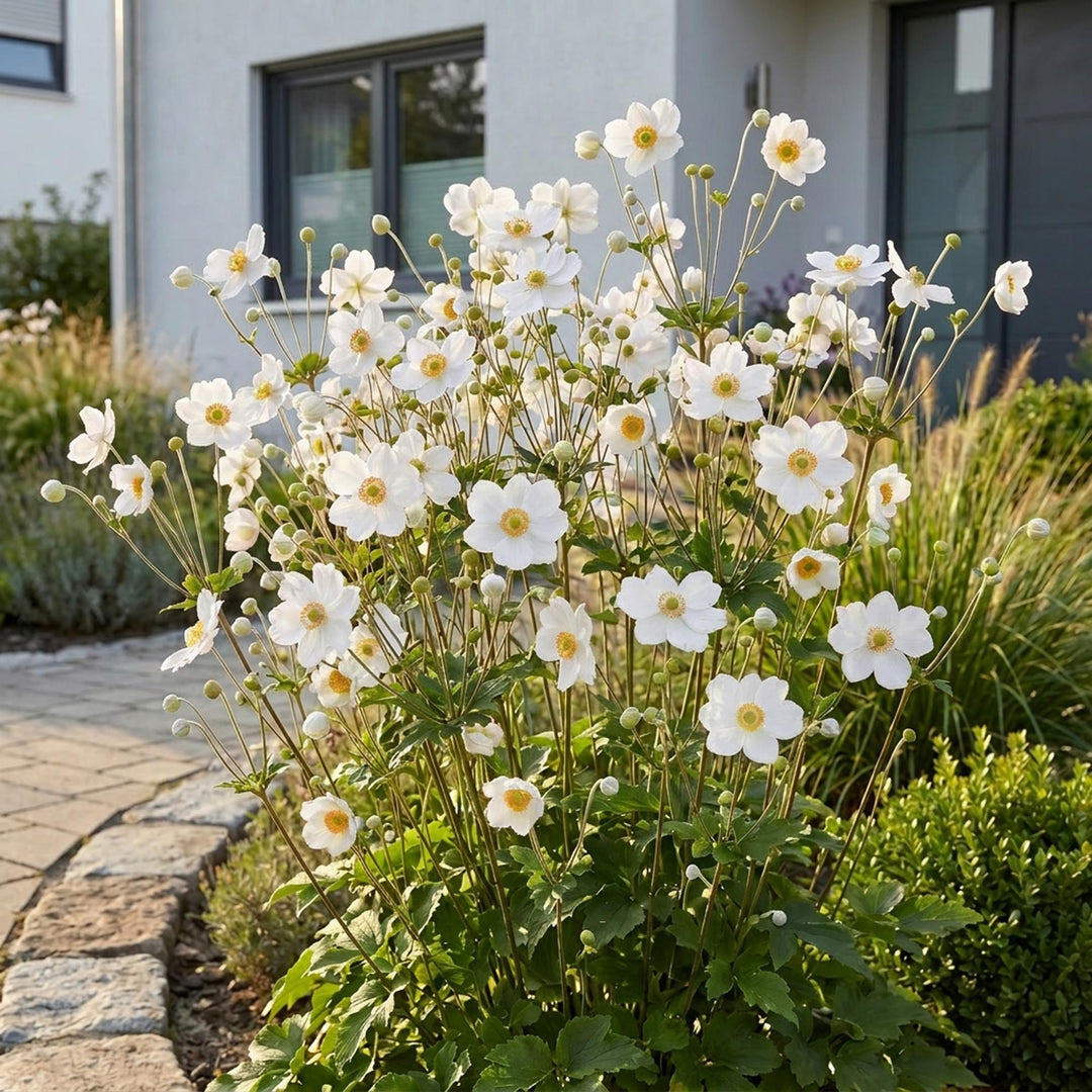 24x Anemone hybrida 'Honorine Jobert' Japanese Anemone - White - 11cm Pot - 15-25cm