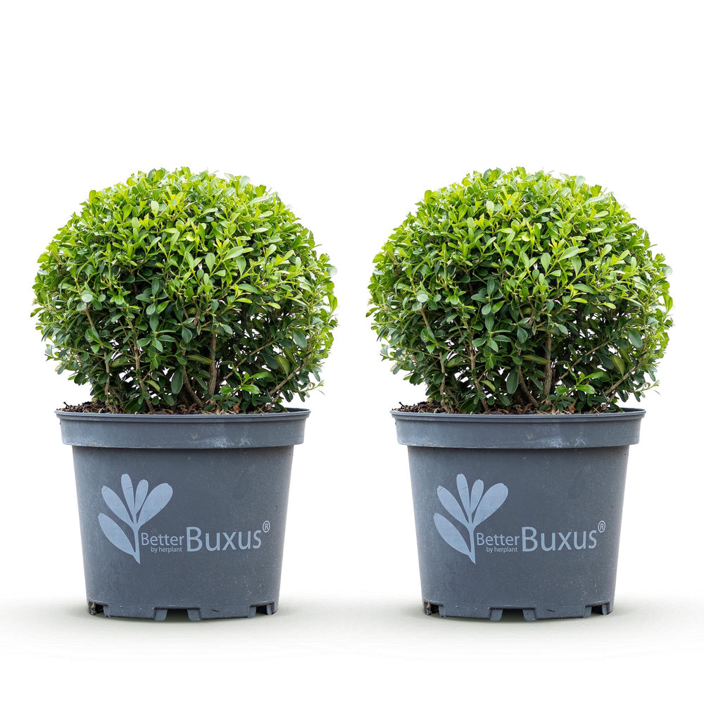 BetterBuxus Skylight box ball 25cm in 23cm pot - view 2