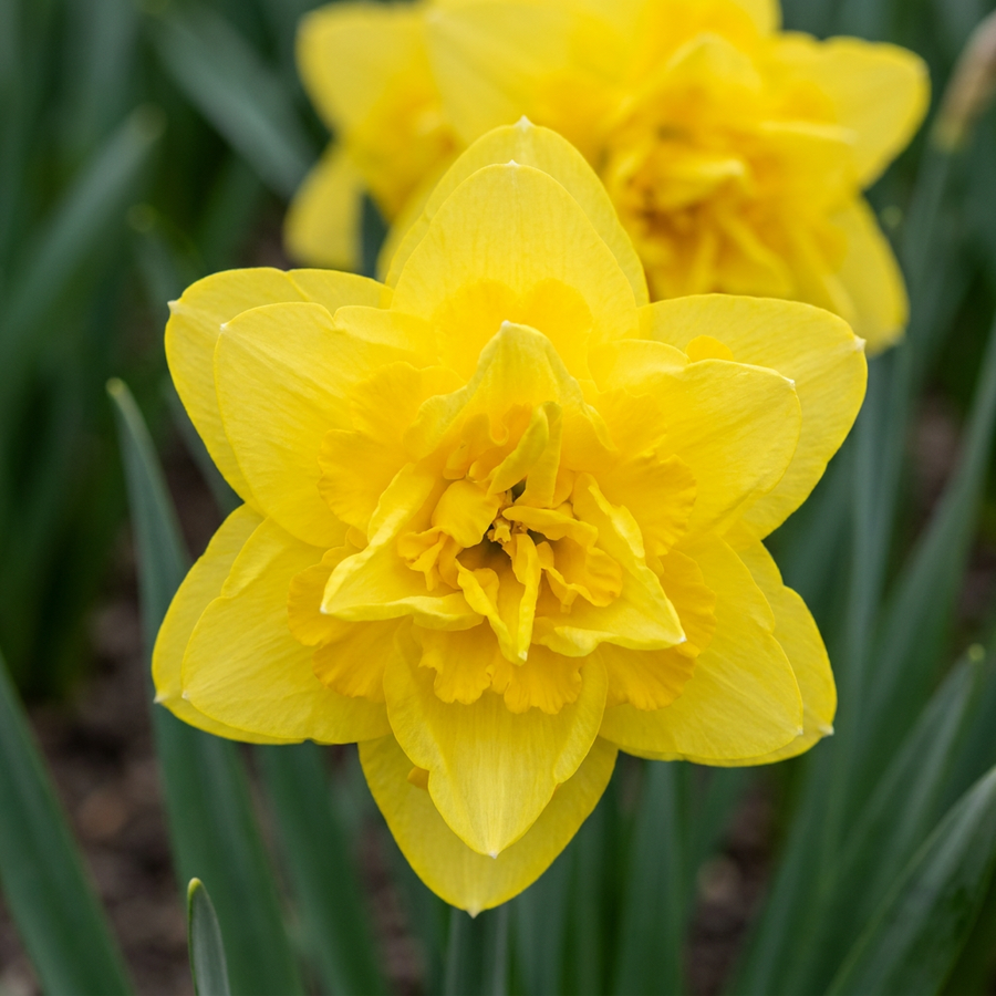 Narcissus 'Golden Ducat' in flower, fully double golden blooms packed with petals, 80-bulb pack for Irish gardens