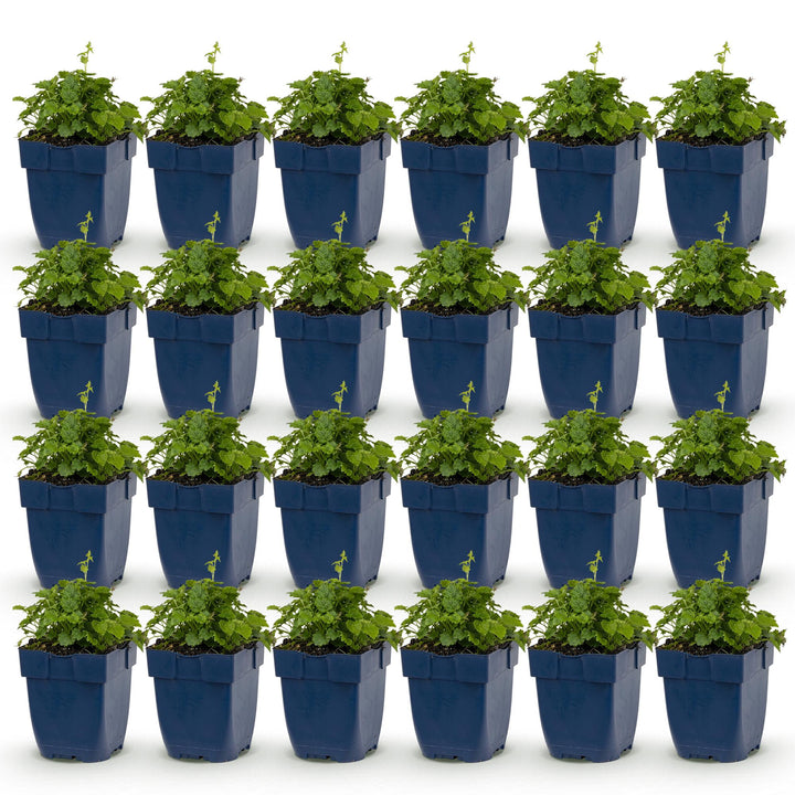 24 Campanula poscharskyana 'Lisduggan Variety' plants in 11cm pots