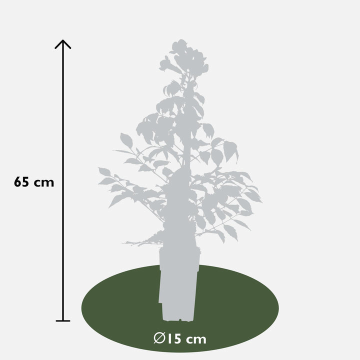 2x Campsis Summer Jazz Fire Trumpet - Trumpet Vine - Ø15cm - ↕65cm