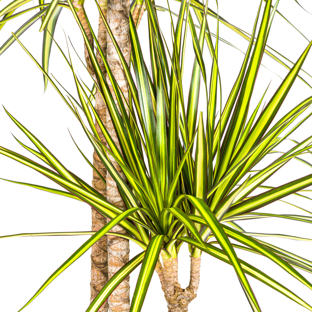 Dracaena Marginata Sunray with basket Ø24cm - ↕130 - 150cm