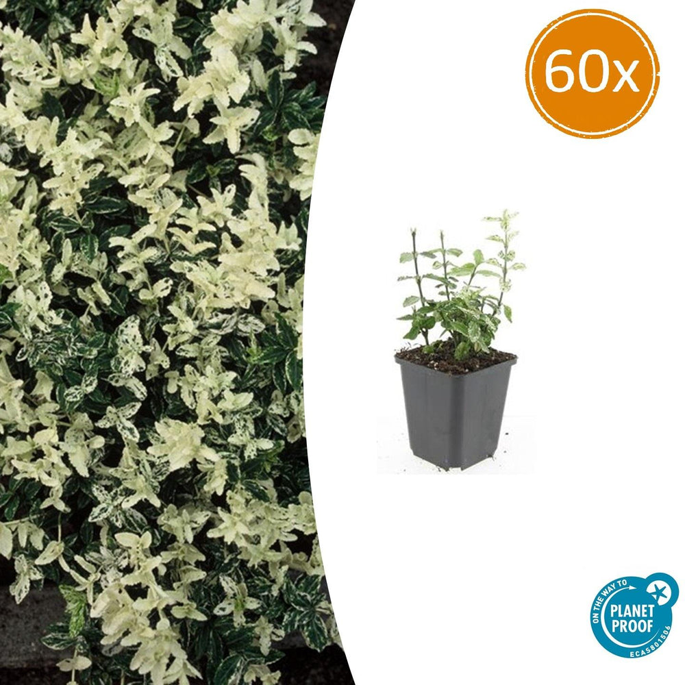 Euonymus Fortunei Harlequin with variegated cream and green foliage in grey pot, 60x pack, young plants shown at 10-25cm…